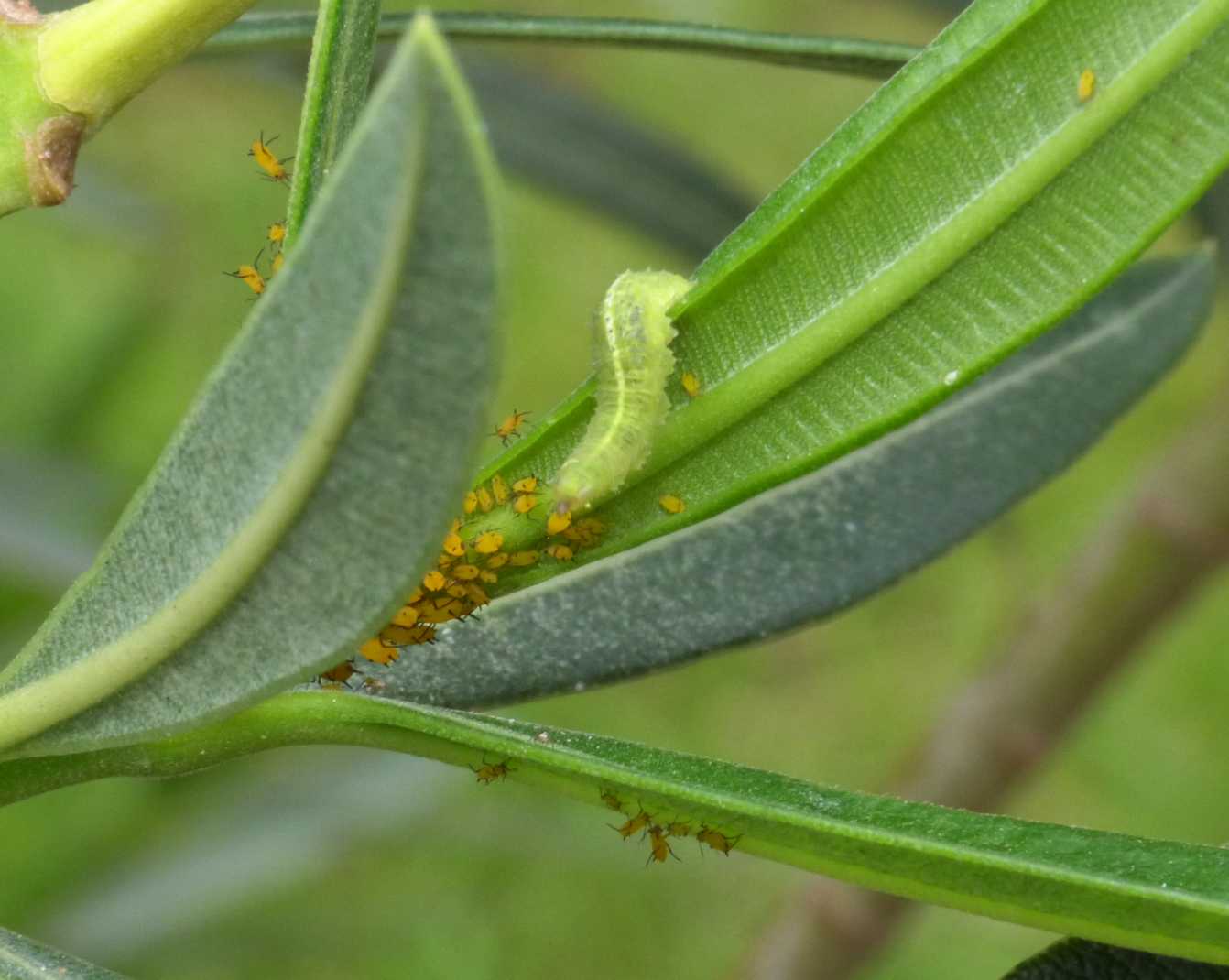 Larva di Syrphide che mangia afidi